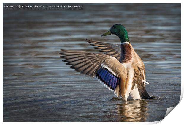 Male Mallard showing off his colours Print by Kevin White