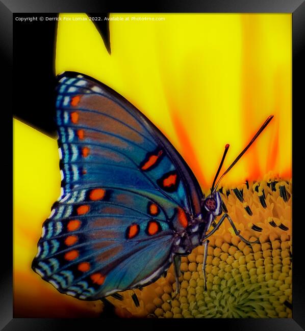 Red spotted purple butterfly Framed Print by Derrick Fox Lomax