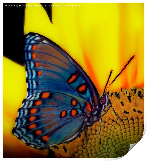 Red spotted purple butterfly Print by Derrick Fox Lomax