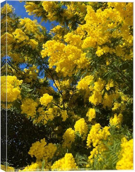 Mimosa tree Canvas Print by Alix Forestier