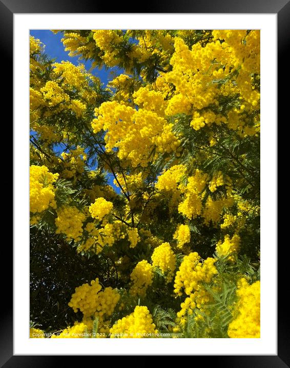 Mimosa tree Framed Mounted Print by Alix Forestier