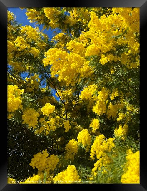 Mimosa tree Framed Print by Alix Forestier
