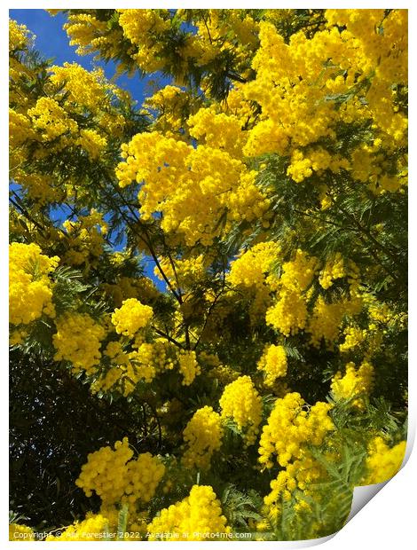 Mimosa tree Print by Alix Forestier
