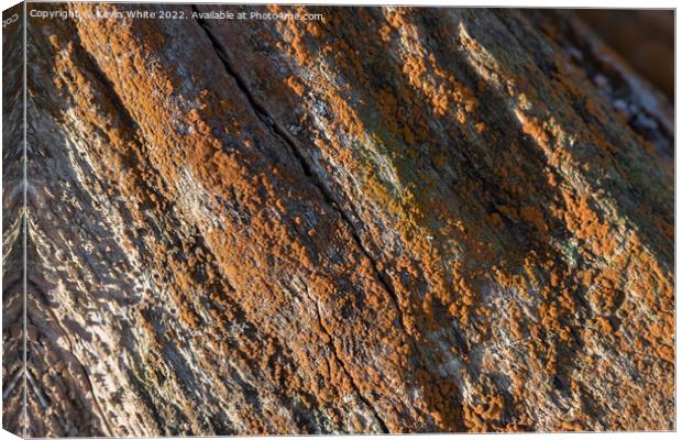 Orange lichen Canvas Print by Kevin White