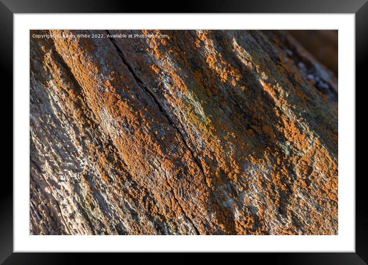 Orange lichen Framed Mounted Print by Kevin White