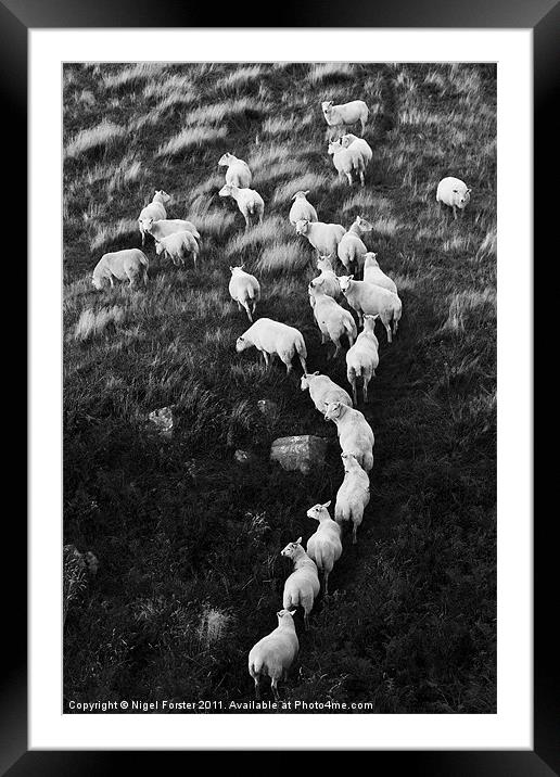 Beacons Sheep Framed Mounted Print by Creative Photography Wales