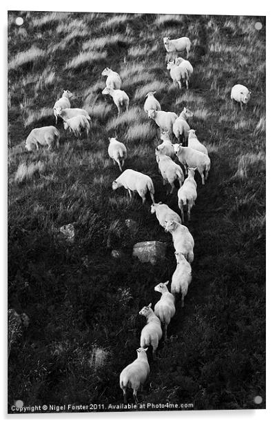Beacons Sheep Acrylic by Creative Photography Wales