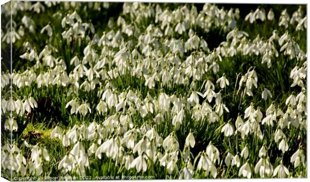 Multitude of Snowdrops Canvas Print by Simon Johnson