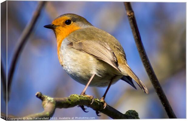 Robin with a Twinkle in its eye Canvas Print by Julie Tattersfield
