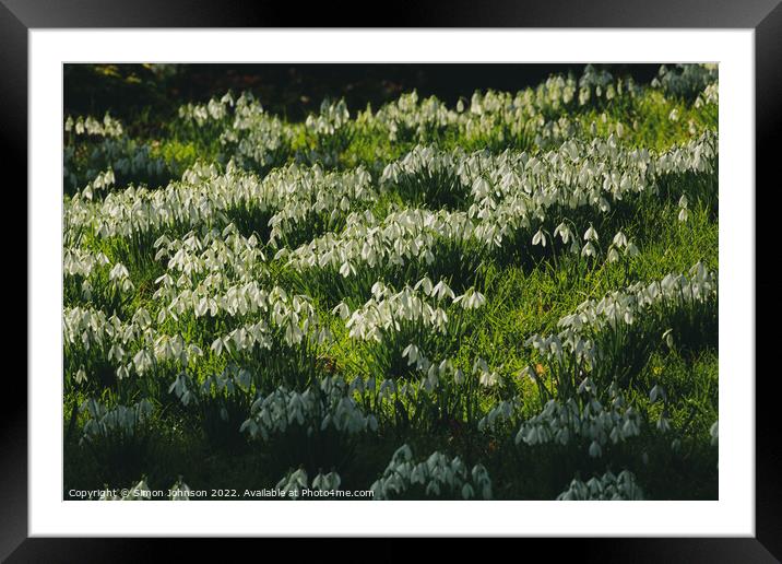  Snowdrops Framed Mounted Print by Simon Johnson