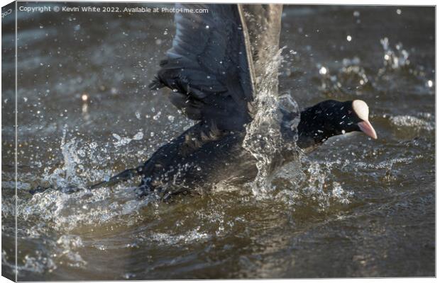 Coot splash Canvas Print by Kevin White