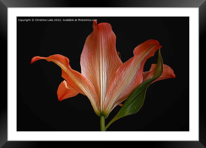 Orange Lily Framed Mounted Print by Christine Lake