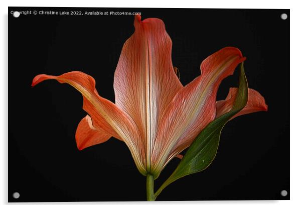 Orange Lily Acrylic by Christine Lake