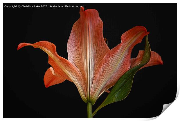 Orange Lily Print by Christine Lake