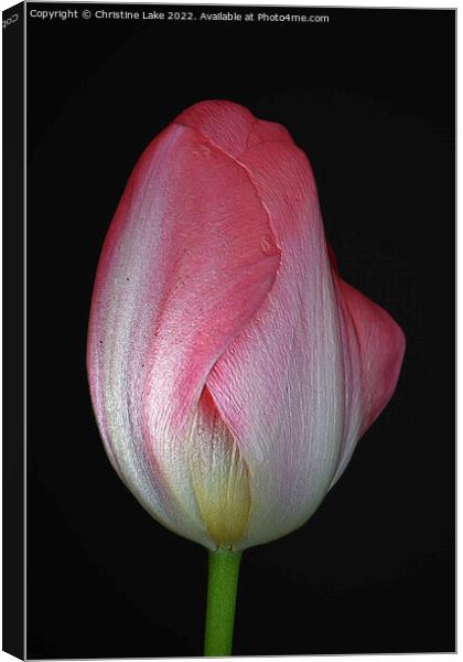 Tulip With Pink Canvas Print by Christine Lake