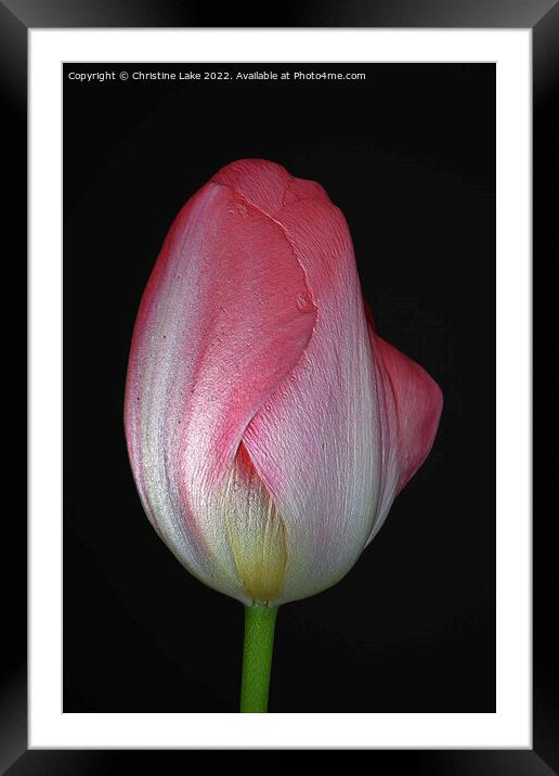 Tulip With Pink Framed Mounted Print by Christine Lake