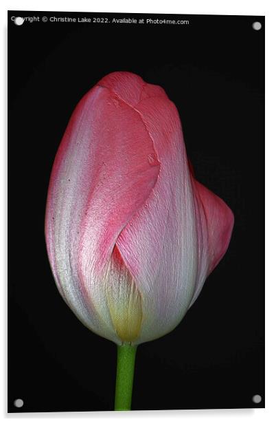 Tulip With Pink Acrylic by Christine Lake