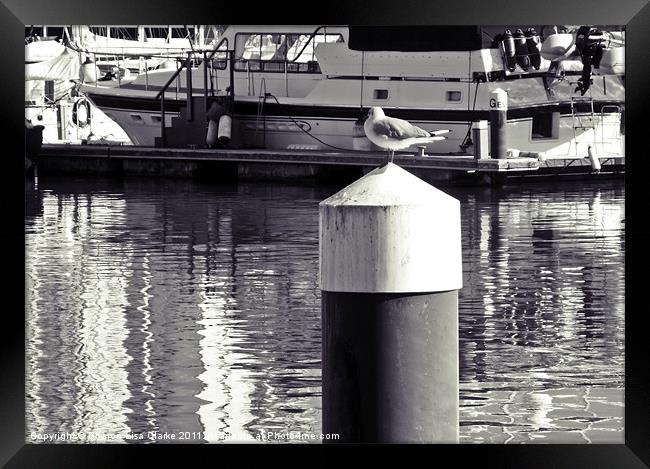 gull waiting to set sail Framed Print by Sharon Lisa Clarke