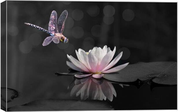 Migrant Hawker Isolated Canvas Print by David Neighbour
