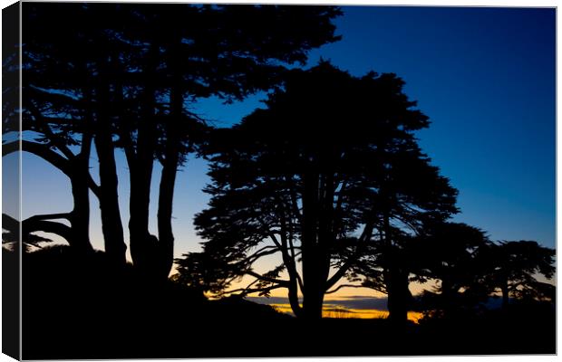  Silhouette of a row of Lebanon Cedar trees at sunset in the Somerset village of Montacute Canvas Print by Gordon Dixon