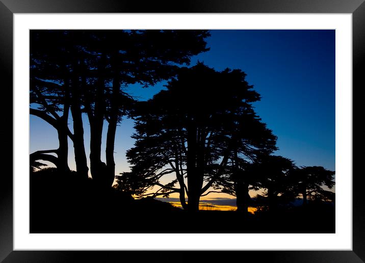  Silhouette of a row of Lebanon Cedar trees at sunset in the Somerset village of Montacute Framed Mounted Print by Gordon Dixon