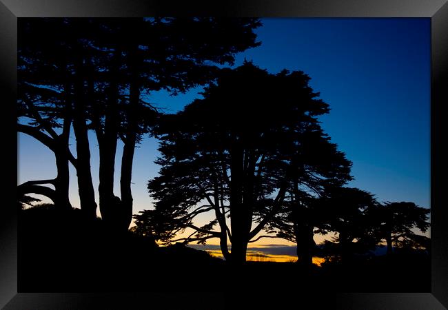  Silhouette of a row of Lebanon Cedar trees at sunset in the Somerset village of Montacute Framed Print by Gordon Dixon