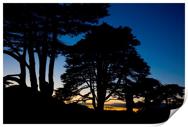  Silhouette of a row of Lebanon Cedar trees at sunset in the Somerset village of Montacute Print by Gordon Dixon