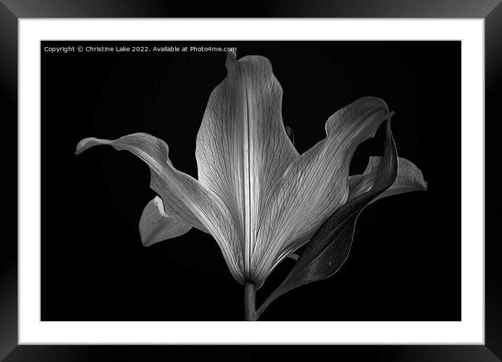 Silver Lily Framed Mounted Print by Christine Lake