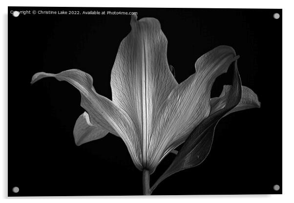 Silver Lily Acrylic by Christine Lake
