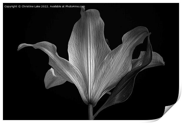 Silver Lily Print by Christine Lake