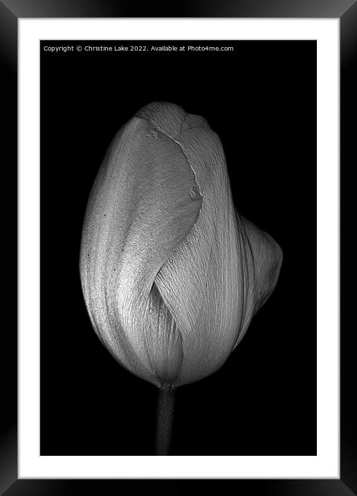Tulip In Silver Framed Mounted Print by Christine Lake