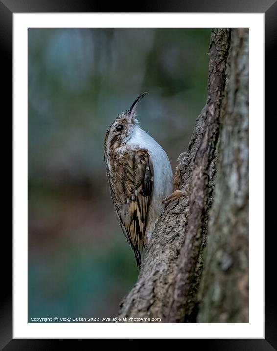 A treecreeper perched on a tree branch Framed Mounted Print by Vicky Outen