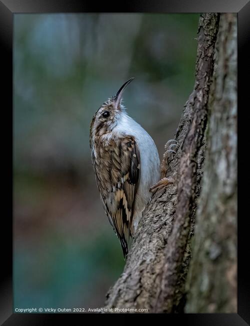 A treecreeper perched on a tree branch Framed Print by Vicky Outen