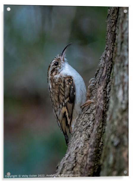 A treecreeper perched on a tree branch Acrylic by Vicky Outen