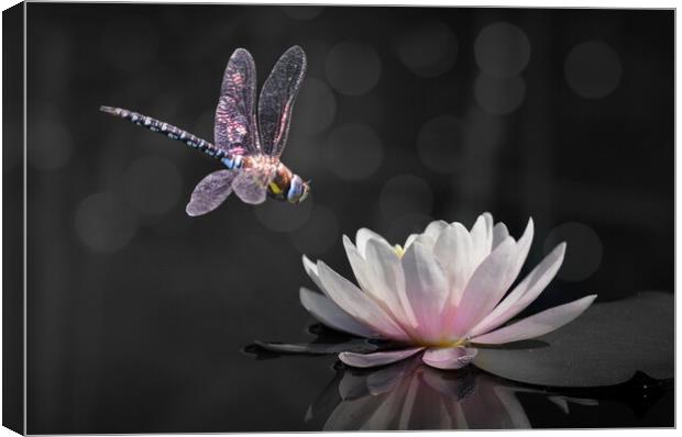 Stained Glass Wings Canvas Print by David Neighbour