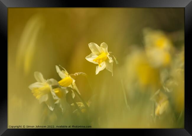 Daffodil World Framed Print by Simon Johnson