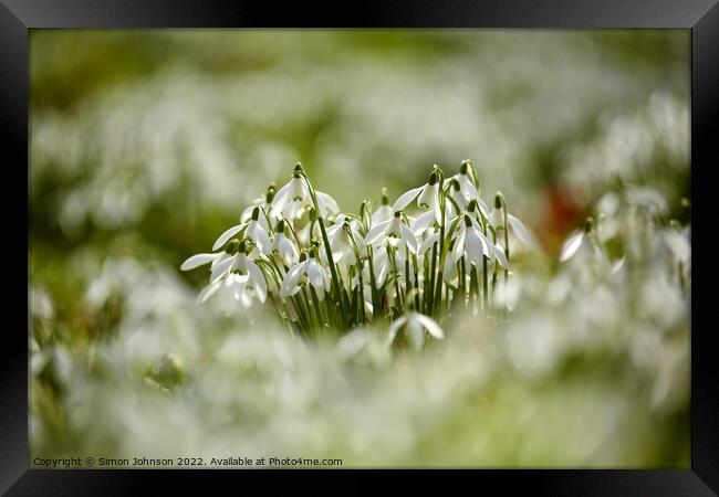 wind blown snowdops Framed Print by Simon Johnson