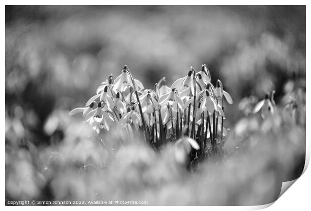 Snowdrop flowers Print by Simon Johnson