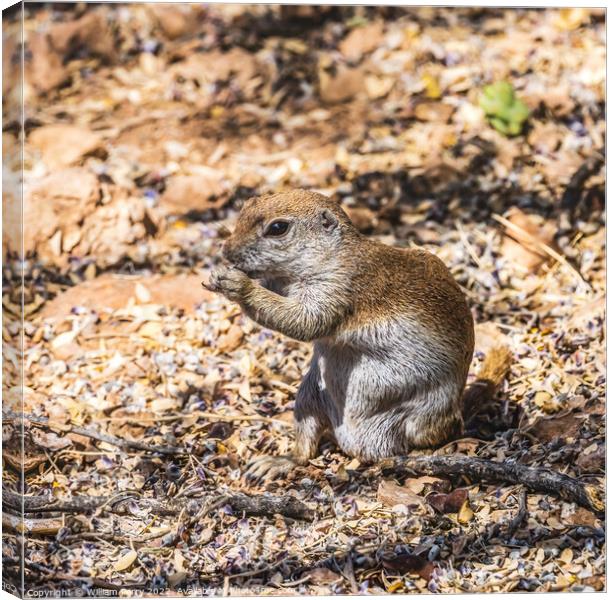 Round Tailed Ground Squirrel Desert Botanical Garden Phoenix Canvas Print by William Perry