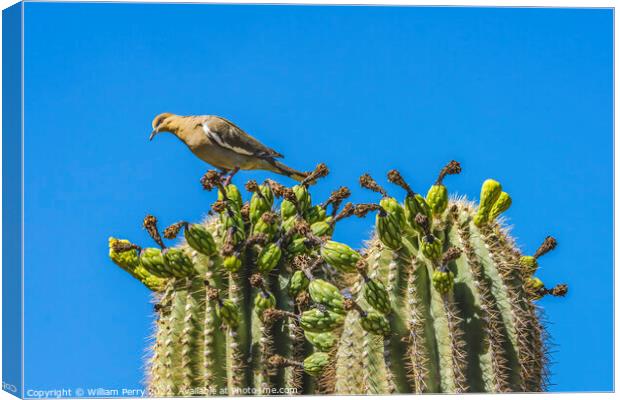 Mourning Dove Crested Saguaro Cactus Blooming  Canvas Print by William Perry