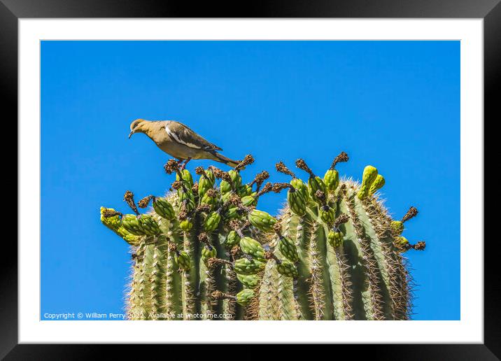 Mourning Dove Crested Saguaro Cactus Blooming  Framed Mounted Print by William Perry