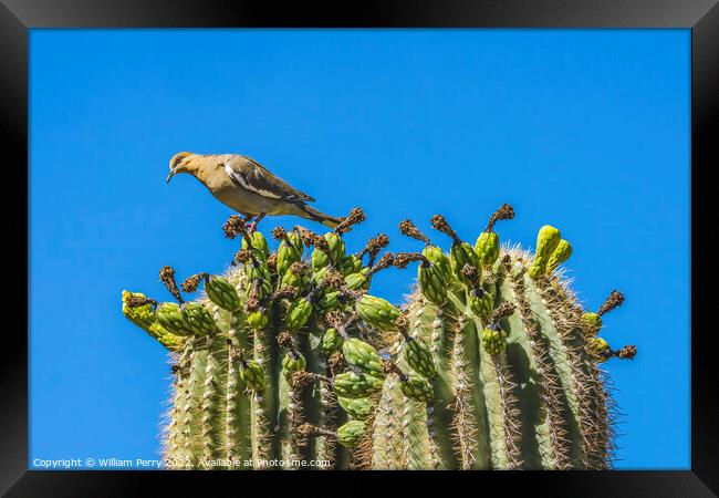 Mourning Dove Crested Saguaro Cactus Blooming  Framed Print by William Perry