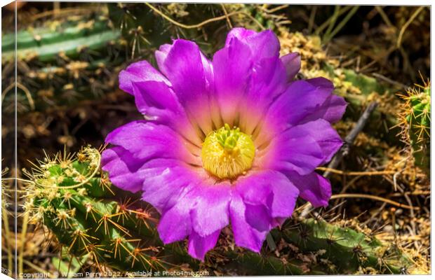 Pink Blossoms Echinocereus Cactus  Canvas Print by William Perry