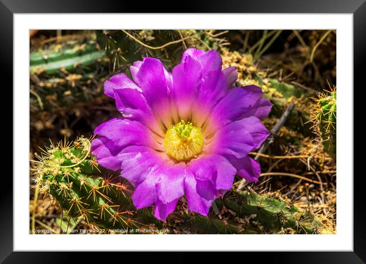 Pink Blossoms Echinocereus Cactus  Framed Mounted Print by William Perry