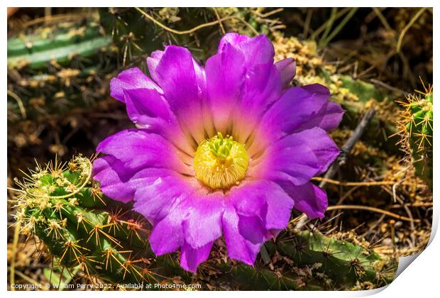 Pink Blossoms Echinocereus Cactus  Print by William Perry