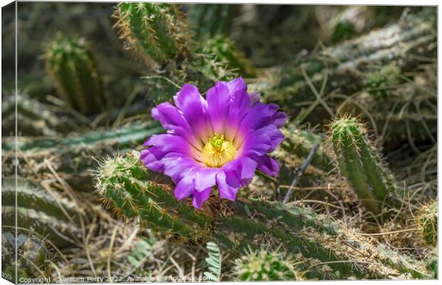 Pink Blossom Echinocereus Cactus  Canvas Print by William Perry