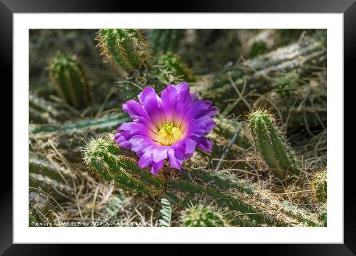 Pink Blossom Echinocereus Cactus  Framed Mounted Print by William Perry