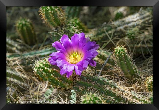 Pink Blossom Echinocereus Cactus  Framed Print by William Perry