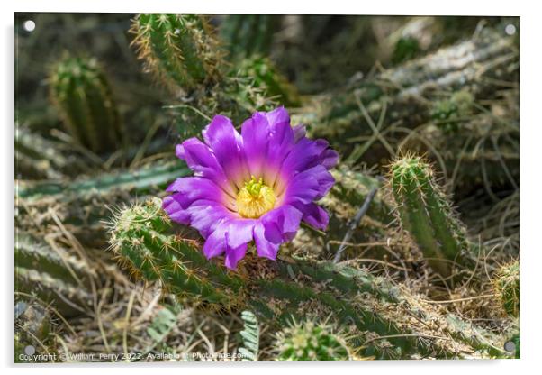 Pink Blossom Echinocereus Cactus  Acrylic by William Perry