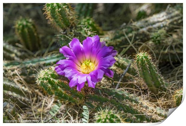 Pink Blossom Echinocereus Cactus  Print by William Perry